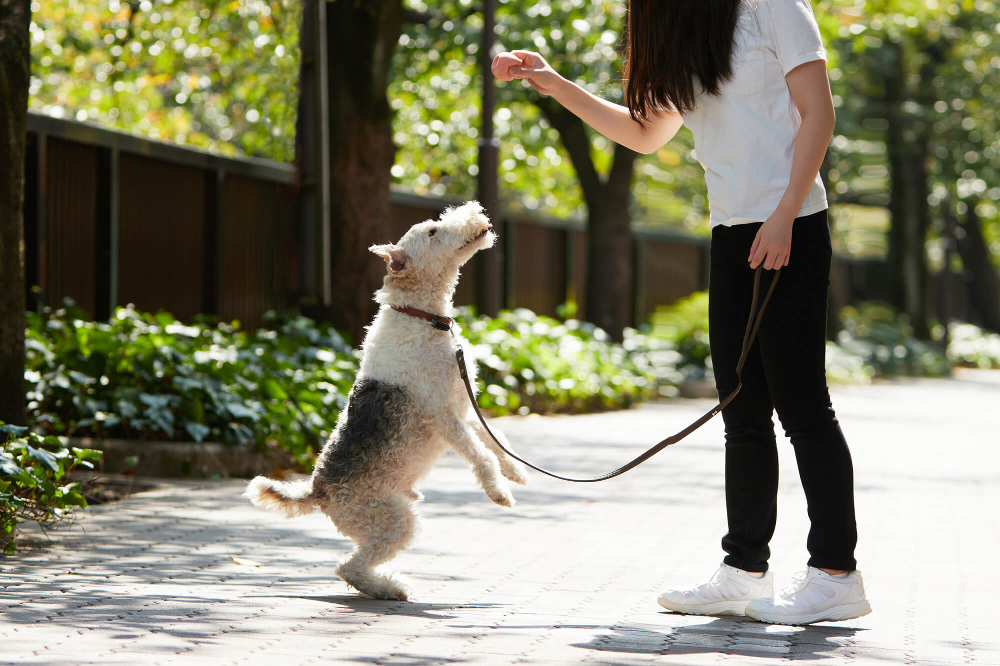 ワイヤーフォックステリアの飼い方のポイント